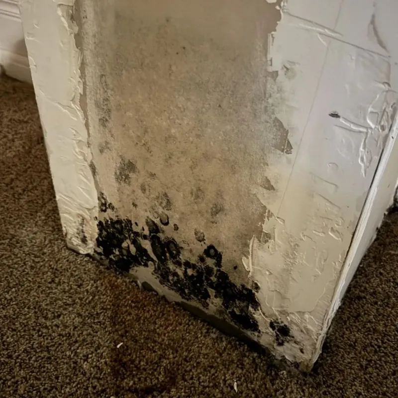 Professional Mold Removal in Northfield, NH